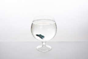 Blue fish in a brandy glass