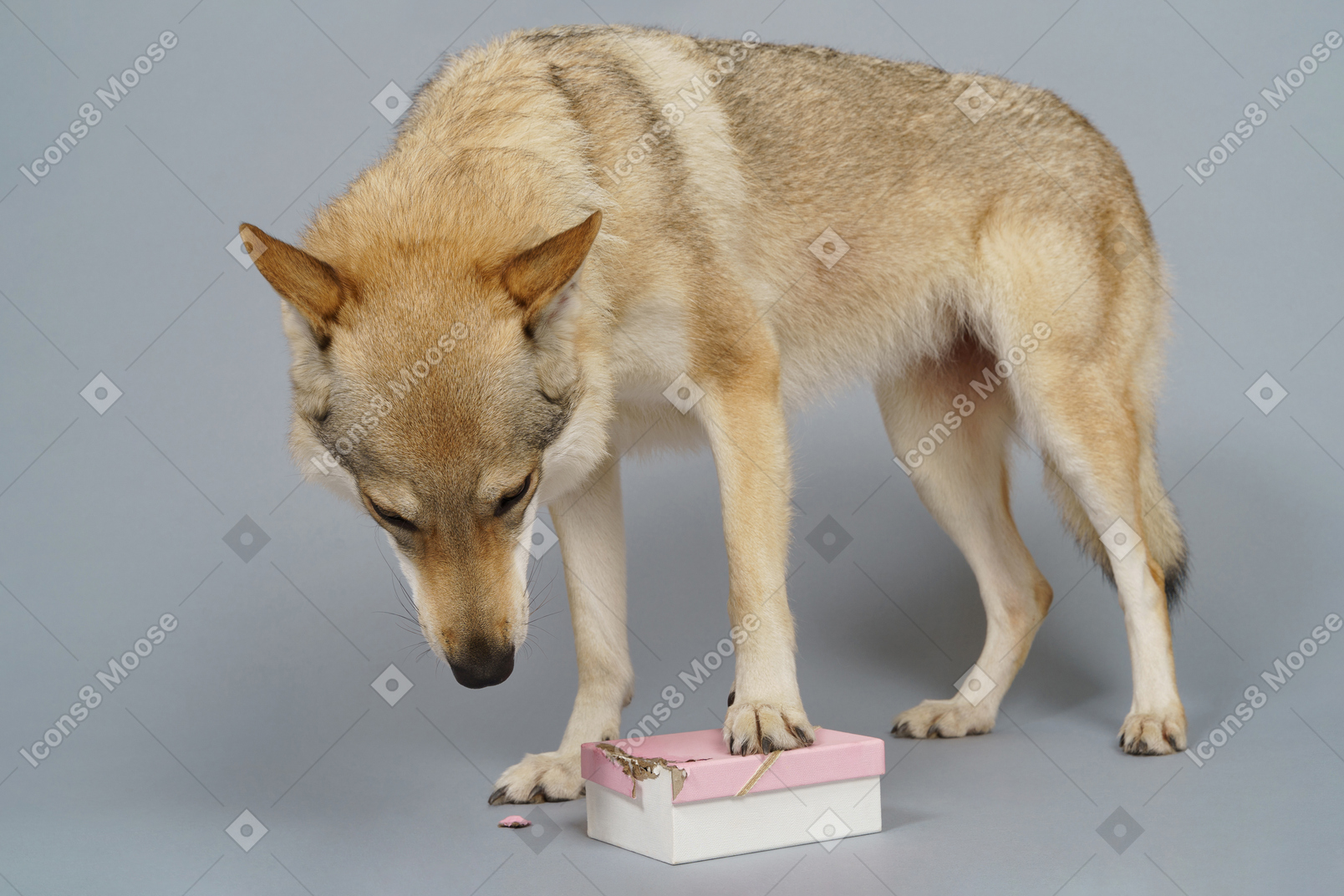 A figura intera di un cane simile a un lupo che cerca qualcosa in una scatola