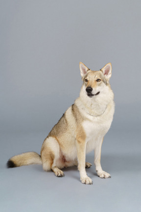 Front view of a dog turning head and looking aside