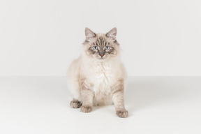 Gato ragdoll branco-acastanhado contra um fundo branco