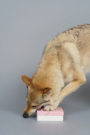 Close-up de um cachorro parecido com um lobo mordendo uma caixa