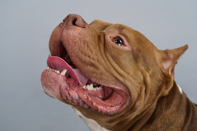 Close-up bulldog snout
