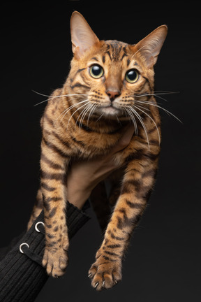 A bengal cat in human hands