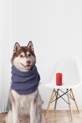 Husky in scarf sitting next to a chair