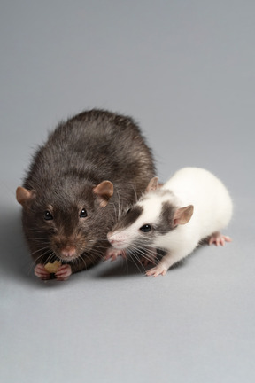 A black rat crunching food and a white mouse trying to steal it