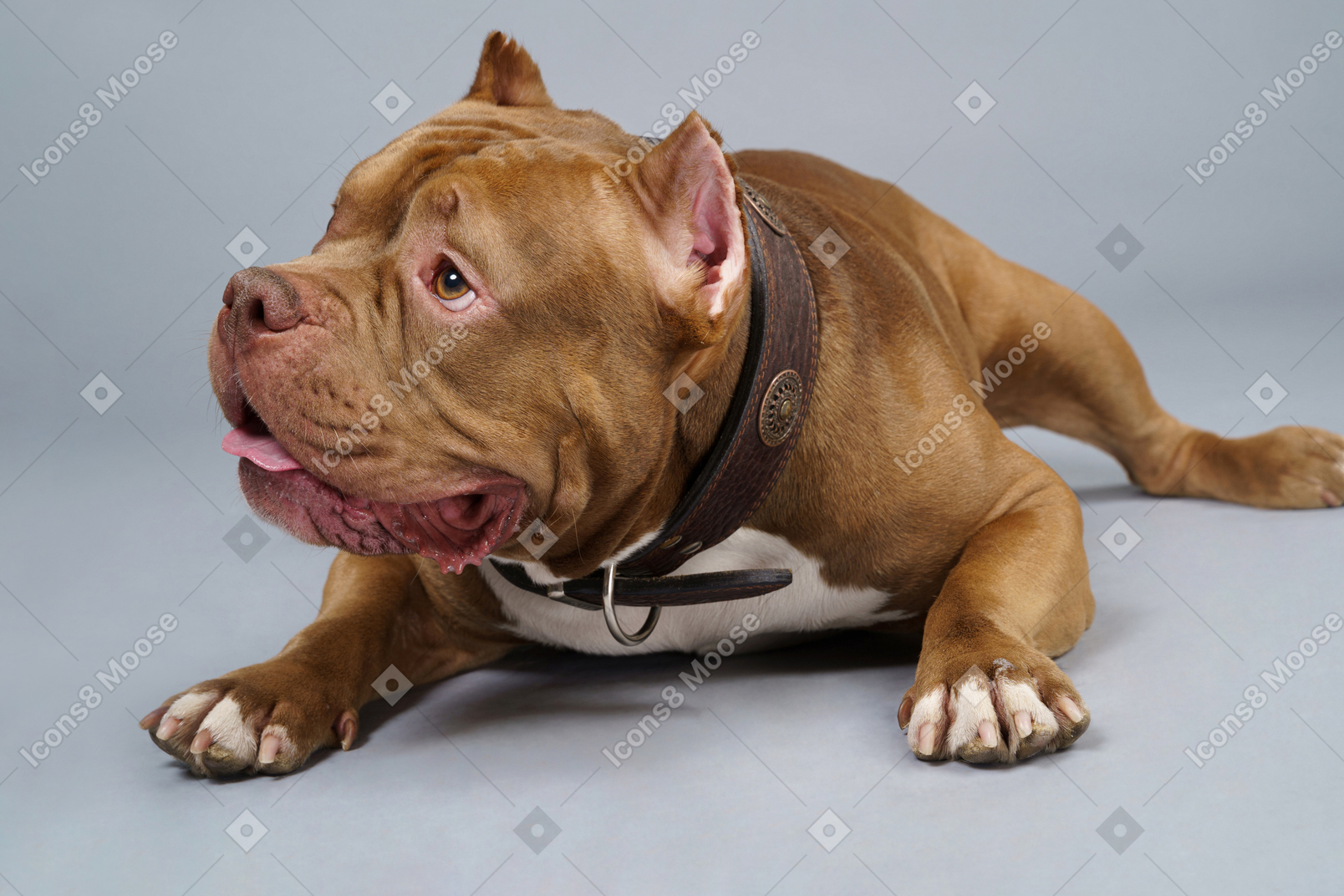 Vorderansicht einer braunen bulldogge, die liegt und beiseite schaut