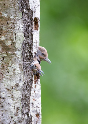 Naturaleza