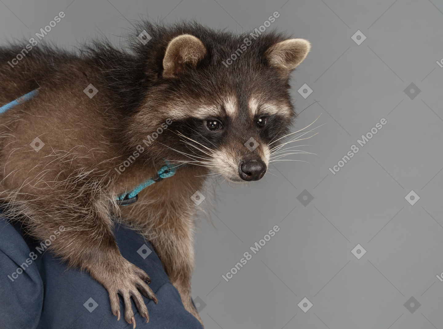 A raccoon held by a human