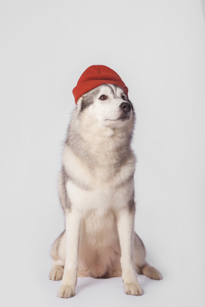 Arctic dog sitting