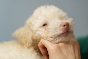 Close-up de um pequeno poodle colocando o queixo na mão de um humano