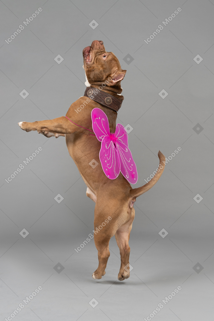 Dog with butterfly wings jumping