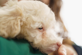 Close-up de um pequeno poodle branco abraçado por uma mulher