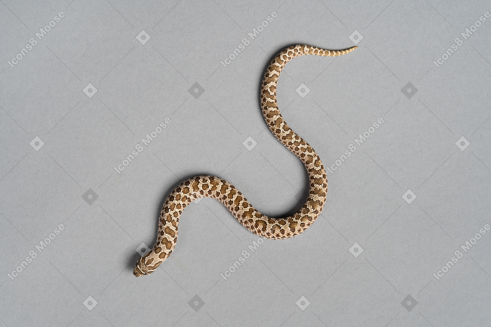 Serpent brun sur fond gris