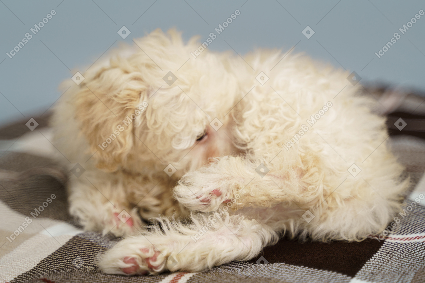В полный рост крохотный щенок лежит на клетчатом одеяле и смотрит в сторону