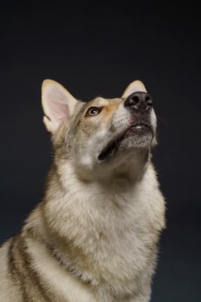 Primo piano di un cane simile a un lupo che osserva in su