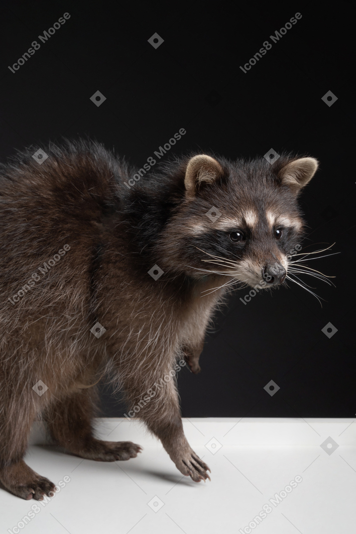 A cute fluffy raccoon