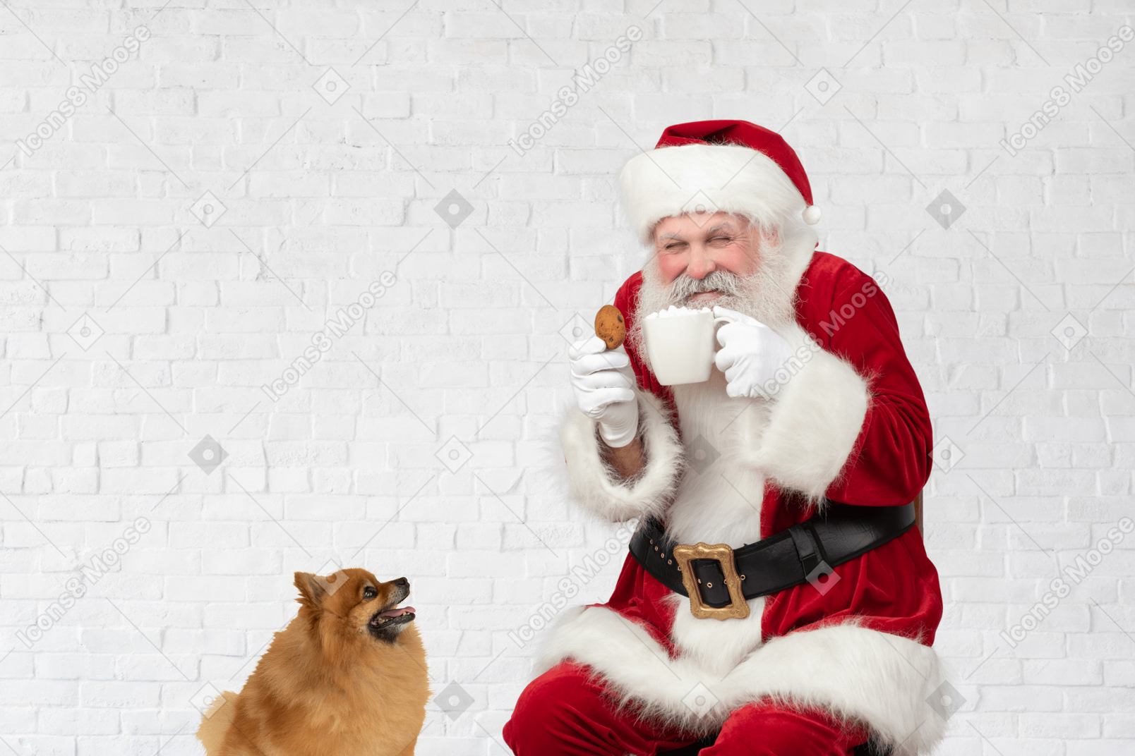 Cute red spitz looking at naughty santa holding a cookie and a cup of cacao