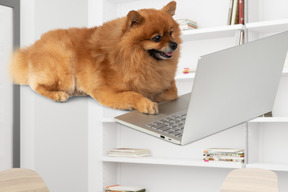 A small dog looking at laptop