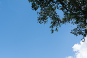 The view of the sky and tree above