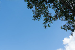 La vue du ciel et de l'arbre au-dessus