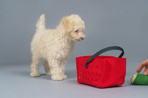 Full-length of a tiny poodle and a red shopping cart
