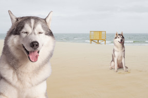 A husky dog sitting on a beach next to another dog