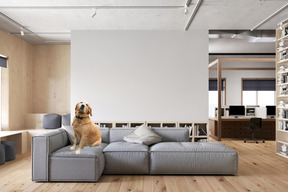 A dog sitting on a couch in a living room