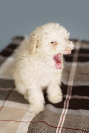 Close-up de um pequeno poodle olhando para o lado