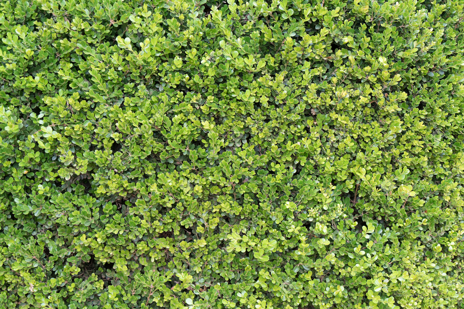 Carpet of green leaves