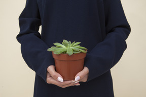 Female hands holding plant in brown pot