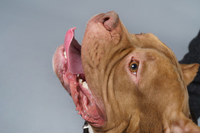 Close-up de un bulldog marrón mostrando la lengua y mirando hacia arriba