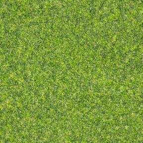 Texture de l'herbe verte