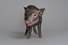 Cochon miniature se montrant