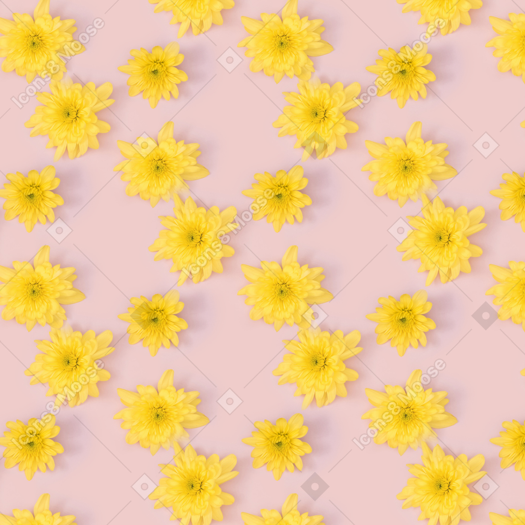 Yellow chrysanthemum heads over pink background