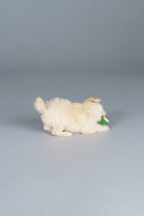 Full-length of a tiny poodle with a toy cucumber