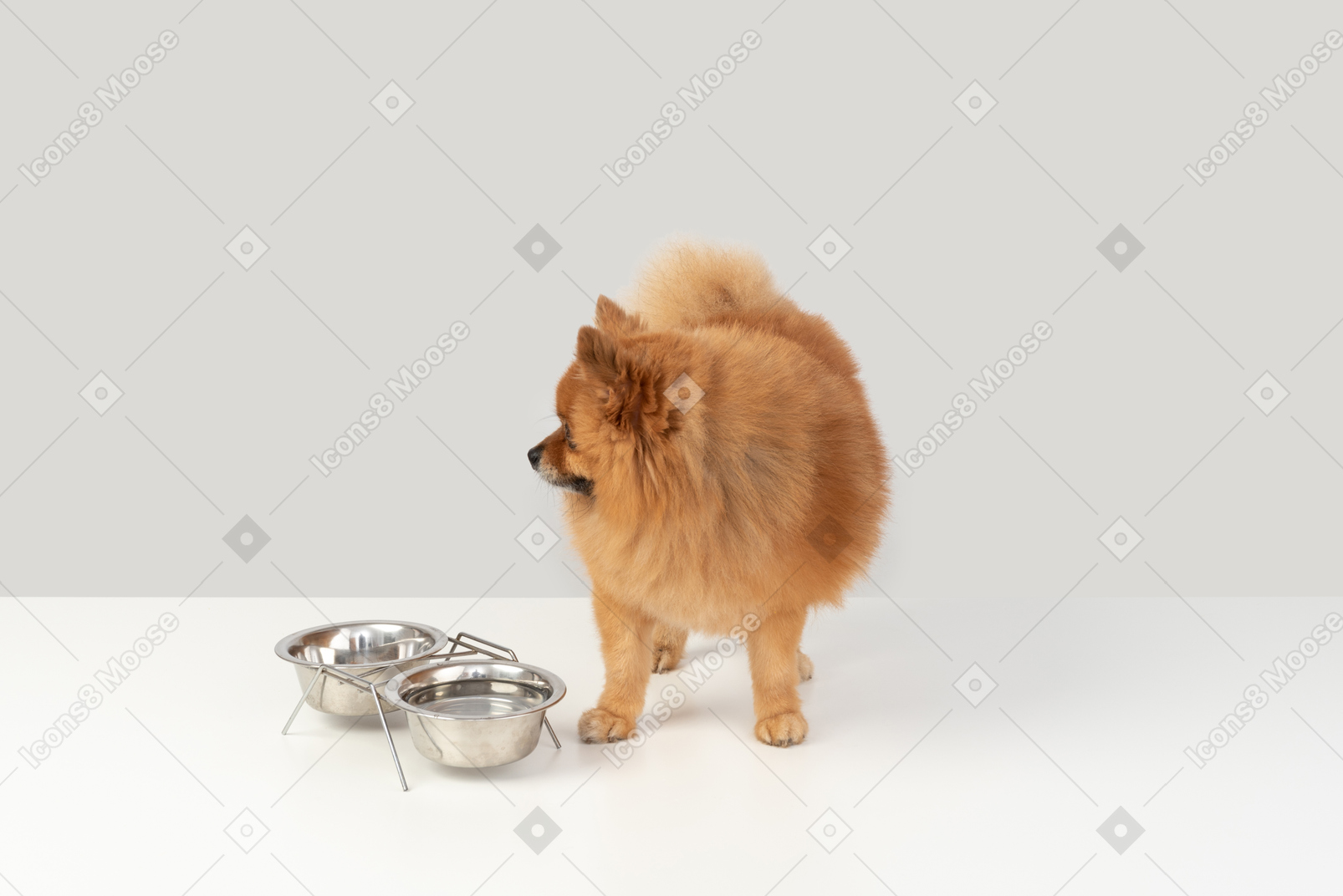 Perro spitz lindo quiere beber un poco de agua