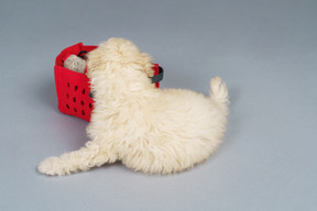 Back view of a tiny poodle and a red shopping cart