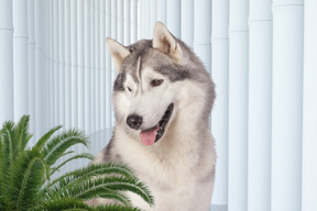 A husky dog sitting next to a potted plant