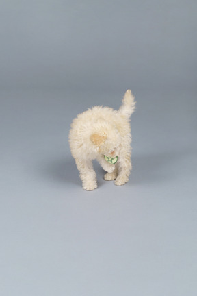 Full-length of a tiny poodle playing with toy cucumber
