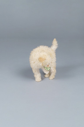 De cuerpo entero de un pequeño caniche jugando con pepino de juguete