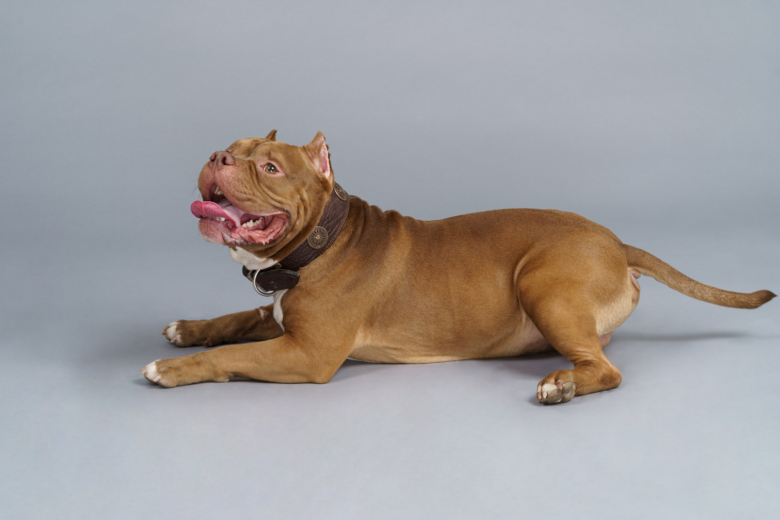 Side view of a brown bulldog looking aside and turning head