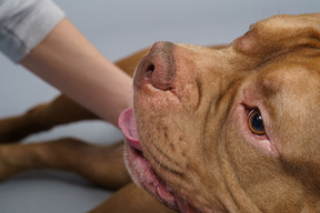 Nahaufnahme einer bulldogge, die zur seite schaut und von jemandes hand berührt wird