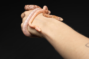 Two little snakes on human's hand