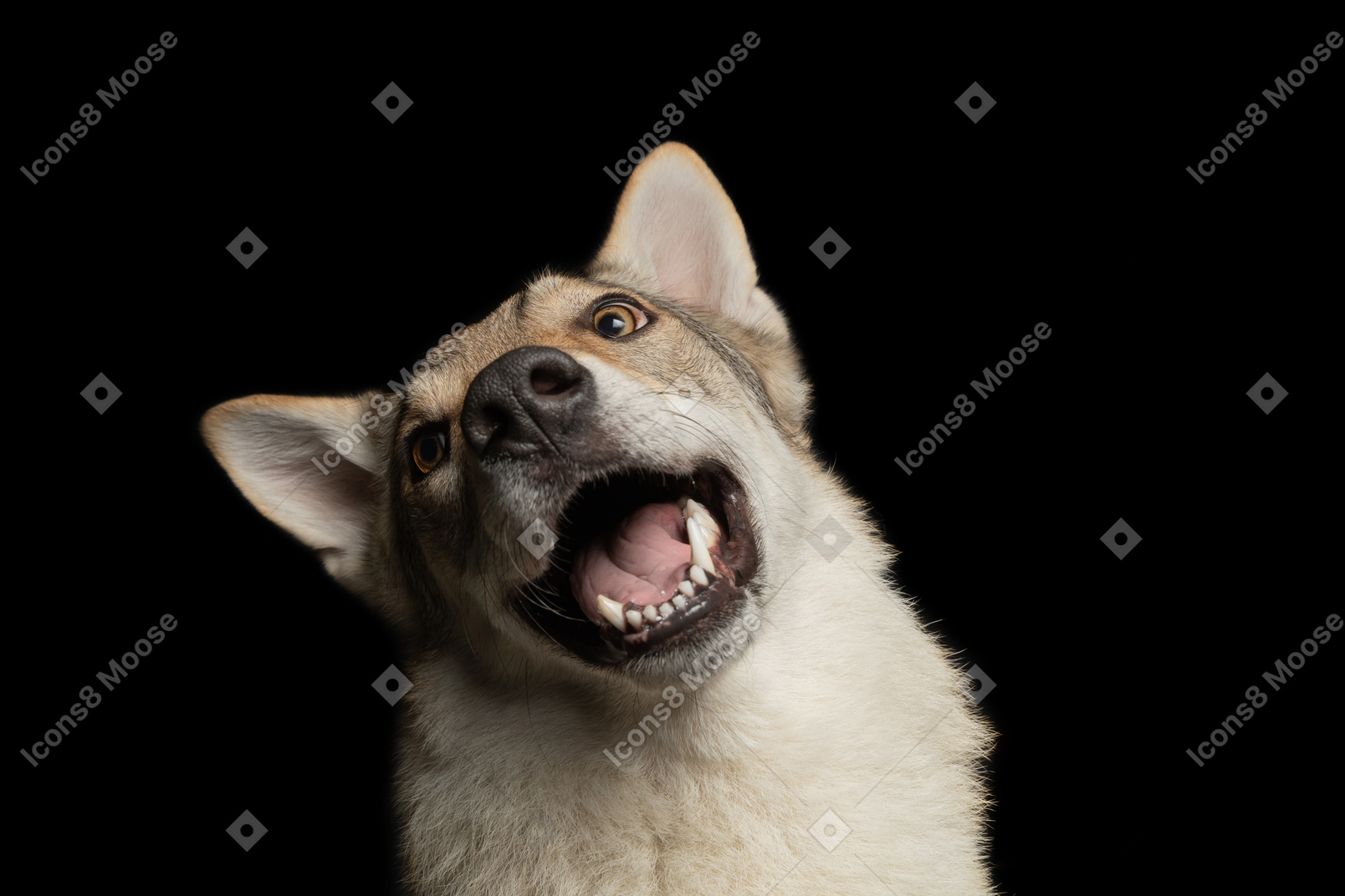 Cão de raça pura, uivando para uma câmera