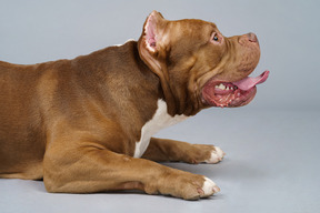 Vista lateral de un bulldog marrón acostado sobre el vientre y mirando hacia arriba mostrando la lengua