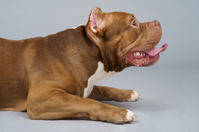 Side view of a brown bulldog lying on belly and looking up showing tongue