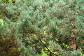 La beauté de la forêt est grande