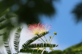 Naturaleza