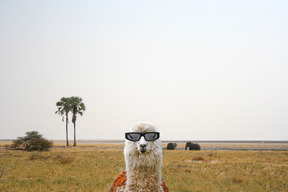 A llama wearing sunglasses standing in a field