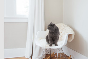 A cat sitting in a chair